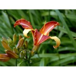 Daglilje 'Frans Hals' Hemerocallis 'Frans Hals' Potte 2 Liter. -Montoz Butik mi1178 hemerocallis hybrid frans hals 2e65