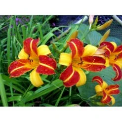 Daglilje 'Frans Hals' Hemerocallis 'Frans Hals' Potte 2 Liter. -Montoz Butik mi1178 hemerocallis hybrid frans hals 5b62