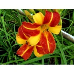 Daglilje 'Frans Hals' Hemerocallis 'Frans Hals' Potte 2 Liter. -Montoz Butik mi1178 hemerocallis hybrid frans hals b64b