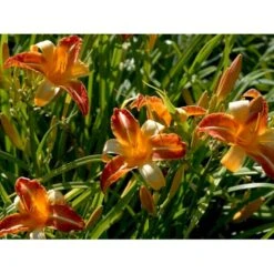 Daglilje 'Frans Hals' Hemerocallis 'Frans Hals' Potte 2 Liter. -Montoz Butik mi1178 hemerocallis hybrid frans hals c6a1