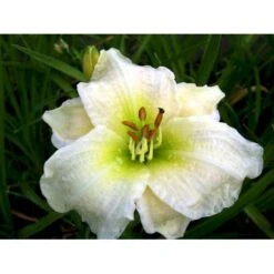 Daglilje 'Gentle Shepherd' Hemerocallis H. 'Gentle Shepherd' 2 Liter Potte -Montoz Butik mi1179 hemerocallis hybrid gentle shepherd 26e4