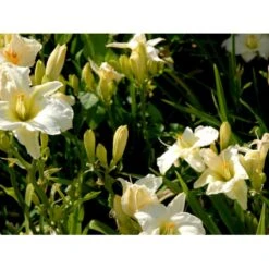 Daglilje 'Gentle Shepherd' Hemerocallis H. 'Gentle Shepherd' 2 Liter Potte -Montoz Butik mi1179 hemerocallis hybrid gentle shepherd d6c1