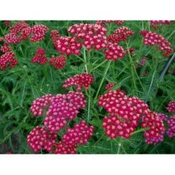 Røllike 'Sammetriese' Achillea Millefolium 'Sammetriese' 1 Liter Potte -Montoz Butik mi117 achillea millefolium sammetriese 1220