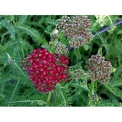 Røllike 'Sammetriese' Achillea Millefolium 'Sammetriese' 1 Liter Potte -Montoz Butik mi117 achillea millefolium sammetriese 77c0