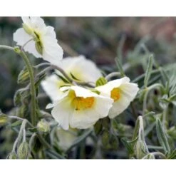 Soløje 'The Bride' Helianthemum Hybrid 'The Bride' 10 Cm. Potte -Montoz Butik mi11803 helianthemum the bride 110f