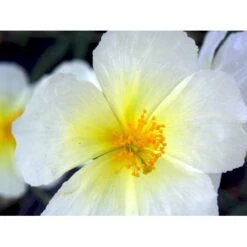 Soløje 'The Bride' Helianthemum Hybrid 'The Bride' 10 Cm. Potte -Montoz Butik mi11803 helianthemum the bride 275b