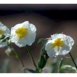 Soløje 'The Bride' Helianthemum Hybrid 'The Bride' 10 Cm. Potte -Montoz Butik mi11803 helianthemum the bride 744e