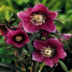 Julerose 'Red Lady' Helleborus Hybrid 'Red Lady' 1 Liter Potte -Montoz Butik mi11856 helleborus orientalis red spotted lady 1d49