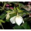 Julerose 'White Lady' Helleborus Hybrid 'White Lady' 1 Liter Potte -Montoz Butik mi11868 helleborus white lady f23e