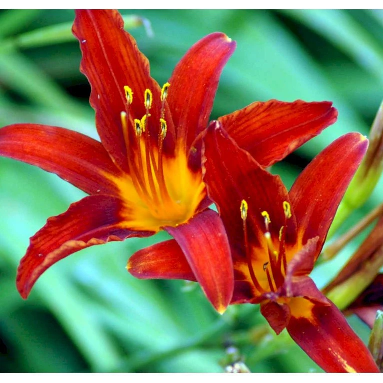 Daglilje 'Sammy Russel' Hemerocallis 'Sammy Russel' 1 Liter Potte 3 Daglilje 'Sammy Russel' Hemerocallis 'Sammy Russel' 1 Liter Potte