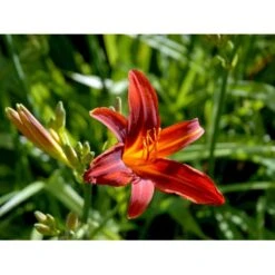 Daglilje 'Sammy Russel' Hemerocallis 'Sammy Russel' 1 Liter Potte 11 Daglilje 'Sammy Russel' Hemerocallis 'Sammy Russel' 1 Liter Potte -Montoz Butik mi1187 hemerocallis hybrid sammy russell 6714