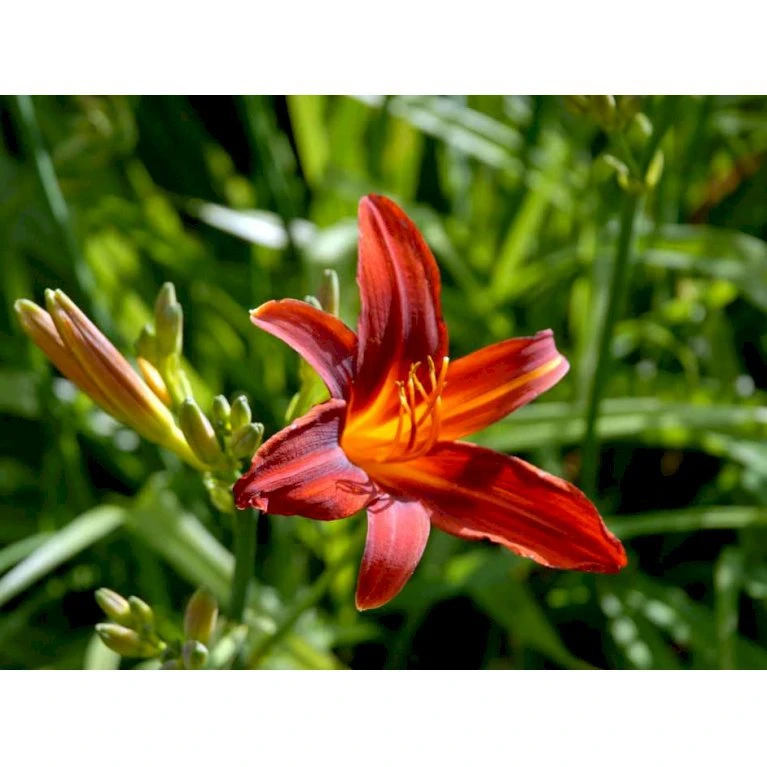 Daglilje 'Sammy Russel' Hemerocallis 'Sammy Russel' 1 Liter Potte 6 Daglilje 'Sammy Russel' Hemerocallis 'Sammy Russel' 1 Liter Potte - Billede 4