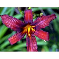 Daglilje 'Sammy Russel' Hemerocallis 'Sammy Russel' 1 Liter Potte 13 Daglilje 'Sammy Russel' Hemerocallis 'Sammy Russel' 1 Liter Potte -Montoz Butik mi1187 hemerocallis hybrid sammy russell 6907