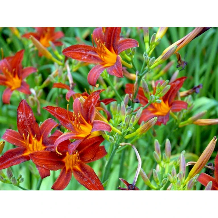 Daglilje 'Sammy Russel' Hemerocallis 'Sammy Russel' 1 Liter Potte 7 Daglilje 'Sammy Russel' Hemerocallis 'Sammy Russel' 1 Liter Potte - Billede 5
