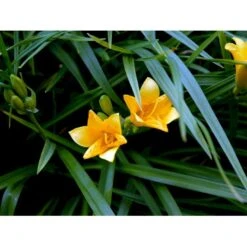 Daglilje 'Stella De Oro' Hemerocallis 'Stella De Oro' 1 Liter Potte -Montoz Butik mi1188 hemerocallis hybrid stella de oro 1dd0