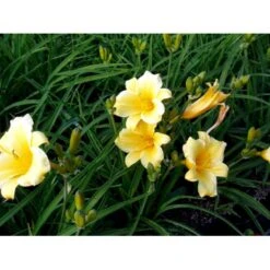 Daglilje 'Stella De Oro' Hemerocallis 'Stella De Oro' 1 Liter Potte -Montoz Butik mi1188 hemerocallis hybrid stella de oro 2f38