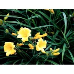 Daglilje 'Stella De Oro' Hemerocallis 'Stella De Oro' 1 Liter Potte -Montoz Butik mi1188 hemerocallis hybrid stella de oro 4880