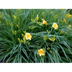 Daglilje 'Stella De Oro' Hemerocallis 'Stella De Oro' 1 Liter Potte -Montoz Butik mi1188 hemerocallis hybrid stella de oro b0ec