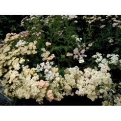 Røllike 'Summer Pastels' Achillea Millefolium 'Summer Pastels' 1 Liter Potte -Montoz Butik mi118 achillea summer pastels 59f8