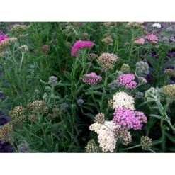 Røllike 'Summer Pastels' Achillea Millefolium 'Summer Pastels' 1 Liter Potte -Montoz Butik mi118 achillea summer pastels 5a26