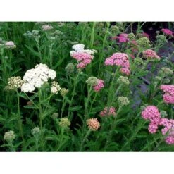 Røllike 'Summer Pastels' Achillea Millefolium 'Summer Pastels' 1 Liter Potte -Montoz Butik mi118 achillea summer pastels 7de6