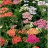 Røllike 'Summer Pastels' Achillea Millefolium 'Summer Pastels' 1 Liter Potte -Montoz Butik mi118 achillea summer pastels 9610