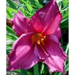 Daglilje 'Summer Wine' Hemerocallis H. 'Summer Wine' Potte 2 Liter. 11 Daglilje 'Summer Wine' Hemerocallis H. 'Summer Wine' Potte 2 Liter. -Montoz Butik mi1190 hemerocallis hybrid summer wine 6413