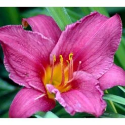 Daglilje 'Summer Wine' Hemerocallis H. 'Summer Wine' Potte 2 Liter. 10 Daglilje 'Summer Wine' Hemerocallis H. 'Summer Wine' Potte 2 Liter. -Montoz Butik mi1190 hemerocallis hybrid summer wine 67a1