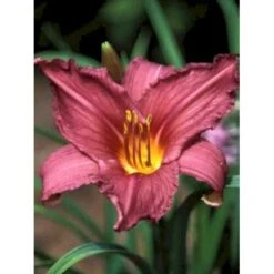 Daglilje 'Summer Wine' Hemerocallis H. 'Summer Wine' Potte 2 Liter. 13 Daglilje 'Summer Wine' Hemerocallis H. 'Summer Wine' Potte 2 Liter. -Montoz Butik mi1190 hemerocallis hybrid summer wine 7b43