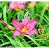 Daglilje 'Summer Wine' Hemerocallis H. 'Summer Wine' Potte 2 Liter. -Montoz Butik mi1190 hemerocallis hybrid summer wine 8f41