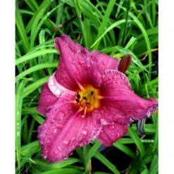 Daglilje 'Summer Wine' Hemerocallis H. 'Summer Wine' Potte 2 Liter. 12 Daglilje 'Summer Wine' Hemerocallis H. 'Summer Wine' Potte 2 Liter. -Montoz Butik mi1190 hemerocallis hybrid summer wine b5a8