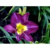 Daglilje 'Silent Sentry' Hemerocallis 'Silent Sentry' Potte 2 Liter. 2 Daglilje 'Silent Sentry' Hemerocallis 'Silent Sentry' Potte 2 Liter. -Montoz Butik mi11997 hemerocallis silent sentry 449e