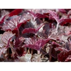 Alunrod 'Palace Purple' Heuchera Micrantha 'Palace Purple' 10 Cm. Potte 10 Alunrod 'Palace Purple' Heuchera Micrantha 'Palace Purple' 10 Cm. Potte -Montoz Butik mi1199 heuchera micrantha palace purple 70d6