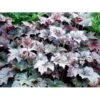 Alunrod 'Palace Purple' Heuchera Micrantha 'Palace Purple' 10 Cm. Potte