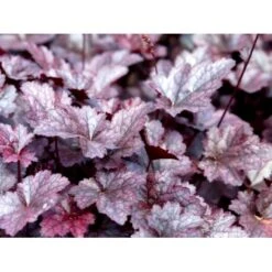 Alunrod 'Palace Purple' Heuchera Micrantha 'Palace Purple' 10 Cm. Potte 9 Alunrod 'Palace Purple' Heuchera Micrantha 'Palace Purple' 10 Cm. Potte -Montoz Butik mi1199 heuchera micrantha palace purple abc5