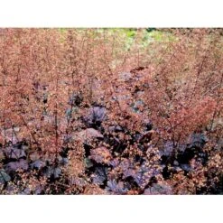 Alunrod 'Palace Purple' Heuchera Micrantha 'Palace Purple' 10 Cm. Potte 11 Alunrod 'Palace Purple' Heuchera Micrantha 'Palace Purple' 10 Cm. Potte -Montoz Butik mi1199 heuchera micrantha palace purple b8e7