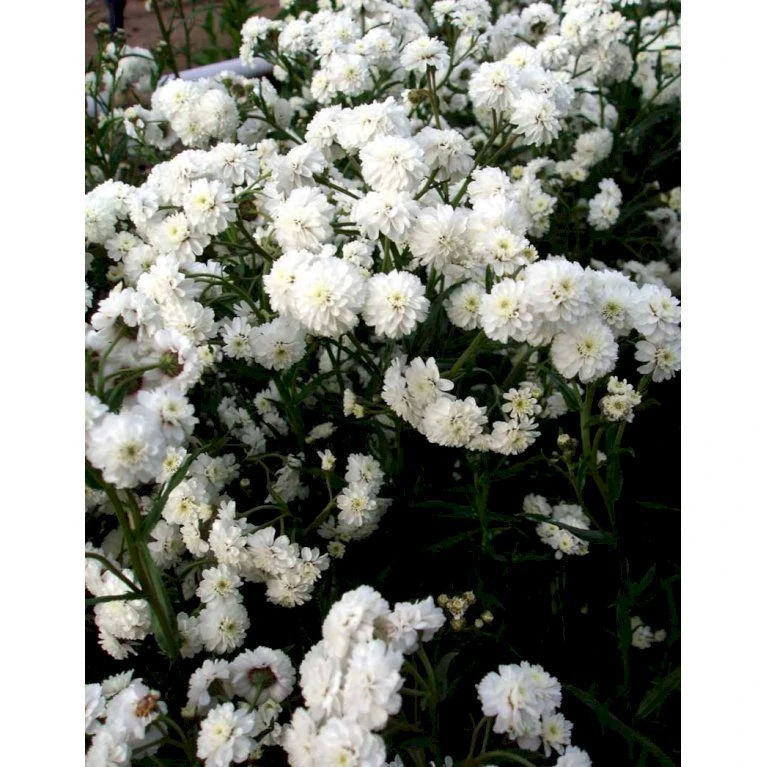 Nyserøllike Achillea Ptarmica 'Boule De Neige' 1 Liter Potte 6 Nyserøllike Achillea Ptarmica 'Boule De Neige' 1 Liter Potte - Billede 4