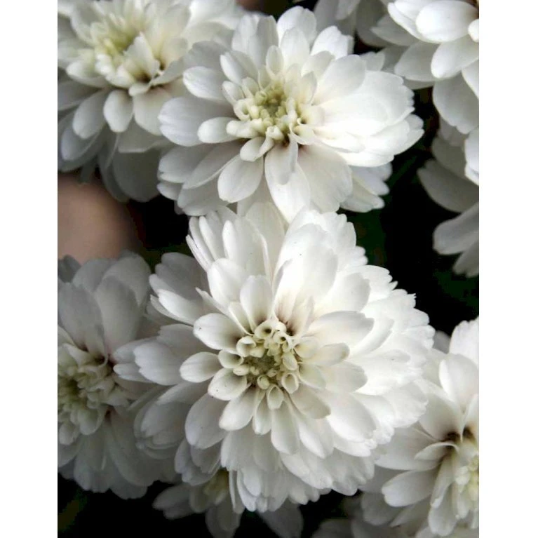 Nyserøllike Achillea Ptarmica 'Boule De Neige' 1 Liter Potte 5 Nyserøllike Achillea Ptarmica 'Boule De Neige' 1 Liter Potte - Billede 3