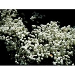 Nyserøllike Achillea Ptarmica 'Boule De Neige' 1 Liter Potte 13 Nyserøllike Achillea Ptarmica 'Boule De Neige' 1 Liter Potte -Montoz Butik mi119 achillea ptarmica boule de neige 9fe8