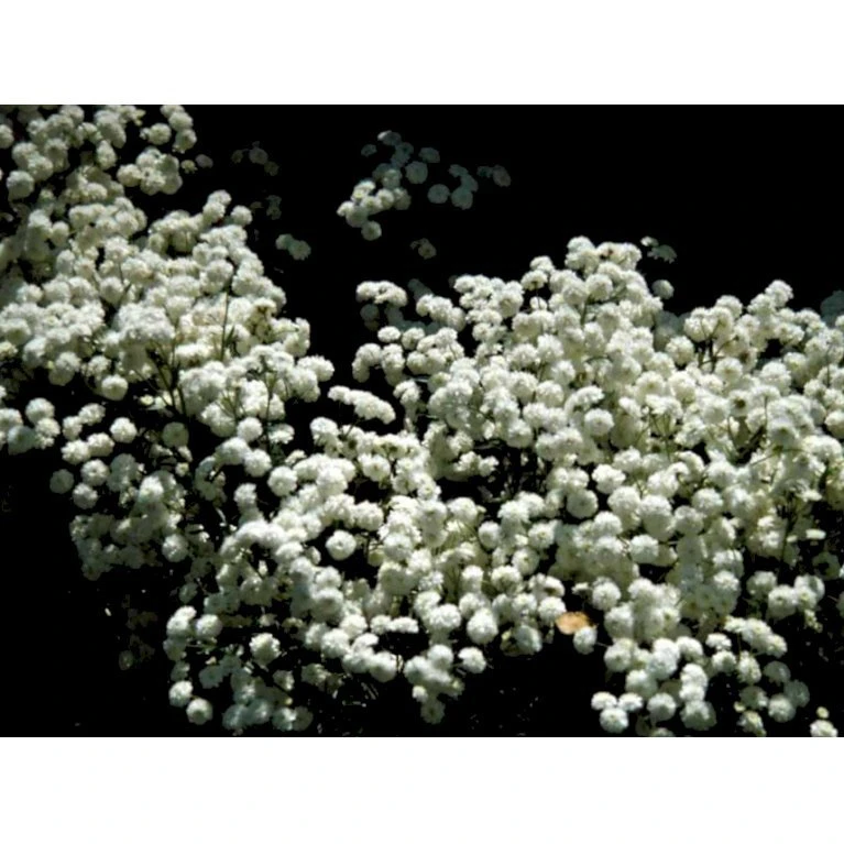 Nyserøllike Achillea Ptarmica 'Boule De Neige' 1 Liter Potte 8 Nyserøllike Achillea Ptarmica 'Boule De Neige' 1 Liter Potte - Billede 6