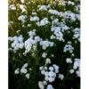 Nyserøllike Achillea Ptarmica 'Boule De Neige' 1 Liter Potte -Montoz Butik mi119 achillea ptarmica boule de neige f5df