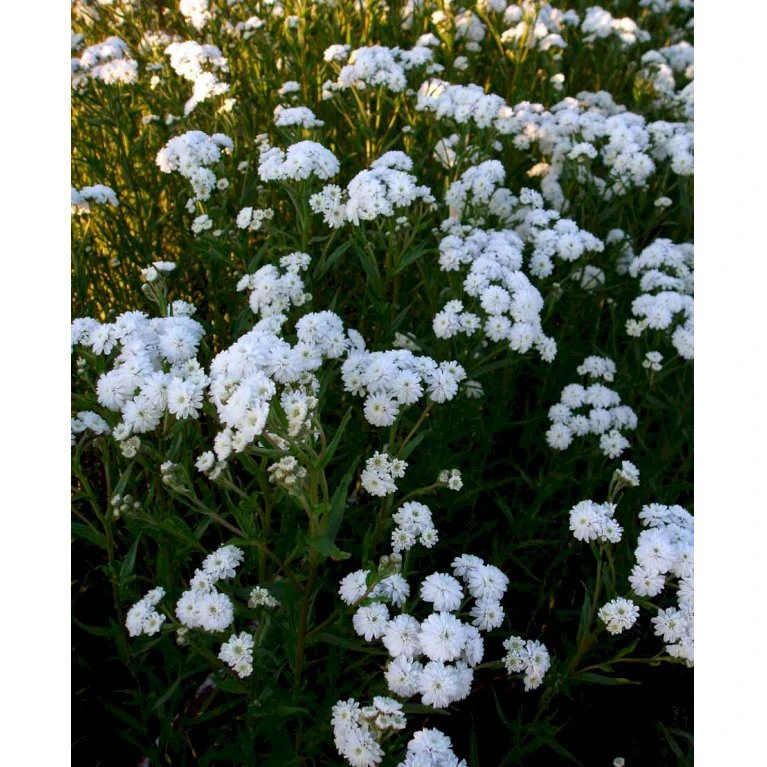 Nyserøllike Achillea Ptarmica 'Boule De Neige' 1 Liter Potte 3 Nyserøllike Achillea Ptarmica 'Boule De Neige' 1 Liter Potte