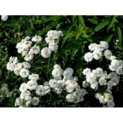 Nyserøllike Achillea Ptarmica 'Boule De Neige' 1 Liter Potte 12 Nyserøllike Achillea Ptarmica 'Boule De Neige' 1 Liter Potte -Montoz Butik mi119 achillea ptarmica boule de neige f75a