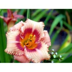 Daglilje 'Strawberry Candy' Hemerocallis 'Strawberry Candy' Potte 2 Liter. -Montoz Butik mi12007 hemerocallis strawberry candy 0071