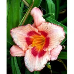 Daglilje 'Strawberry Candy' Hemerocallis 'Strawberry Candy' Potte 2 Liter. -Montoz Butik mi12007 hemerocallis strawberry candy 57f6