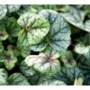 Alunrod 'Green Spice'® Heuchera H. 'Green Spice'® 1 Liter Potte -Montoz Butik mi12065 heuchera green spice r 3172