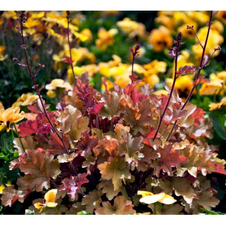 Alunrod 'Marmalade'® Heuchera H. 'Marmalade'® 1 Liter Potte 7 Alunrod 'Marmalade'® Heuchera H. 'Marmalade'® 1 Liter Potte - Billede 5