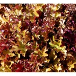 Alunrod 'Marmalade'® Heuchera H. 'Marmalade'® 1 Liter Potte 11 Alunrod 'Marmalade'® Heuchera H. 'Marmalade'® 1 Liter Potte -Montoz Butik mi12069 heuchera marmalade r 2c79