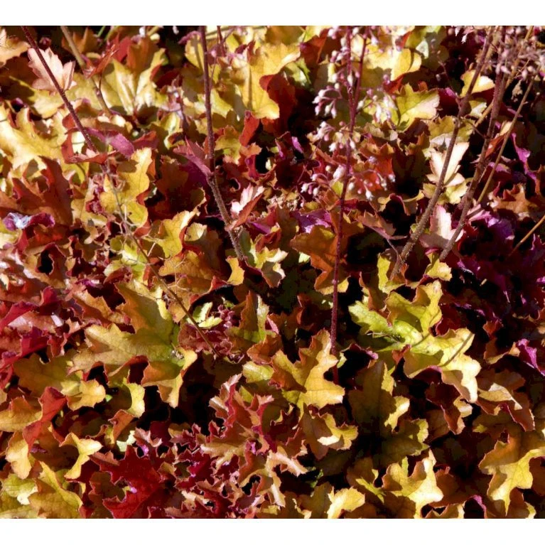 Alunrod 'Marmalade'® Heuchera H. 'Marmalade'® 1 Liter Potte 6 Alunrod 'Marmalade'® Heuchera H. 'Marmalade'® 1 Liter Potte - Billede 4
