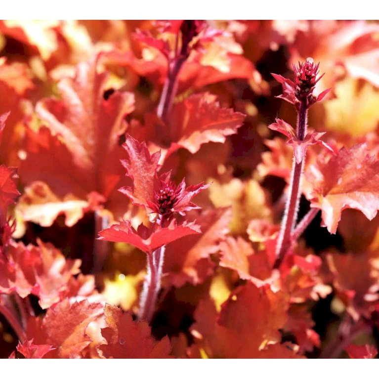 Alunrod 'Marmalade'® Heuchera H. 'Marmalade'® 1 Liter Potte 8 Alunrod 'Marmalade'® Heuchera H. 'Marmalade'® 1 Liter Potte - Billede 6